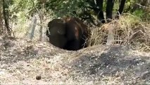 فيديو: كلب يطرد فيلاً من قرية هندية لهذا السبب