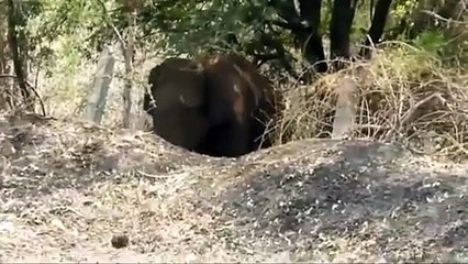 فيديو: كلب يطرد فيلاً من قرية هندية لهذا السبب