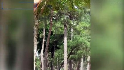 فيديو.. زرافة تصيب زوار حديقة سفاري بالذهول بسبب هذا التصرف الطريف!