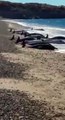 بالفيديو: تعرف على سر انتحار 49 دلفيناً في الأرجنتين