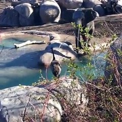 شاهد.. مواجهة كوميدية بين "أوزة" و"فيل".. لن تصدق كيف انتهت!