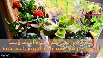 فيديو 10 نباتات منزلية تساعدك على النوم وتقلل التوتر العصبي والحساسية