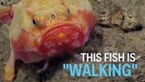 بالفيديو: تعرفوا على السمكة الغريبة صاحبة الأرجل البشرية!