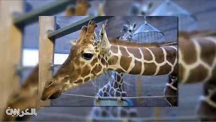 حديقة حيوان أوروبية تعدم زرافة وتشرحها أمام الناس لهذا السبب