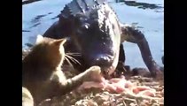 بالفيديو: قط شجاع يتصارع مع تمساح.. والسبب دجاجة!