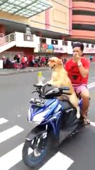 بالفيديو: لن تصدق من يريد قيادة الدراجة النارية