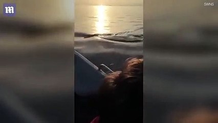 شاهد.. قرش طوله 25 قدماً يحاصر عائلة وسط الماء ومفاجأة غير متوقعة