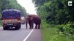 فيل يوقف شاحنة محملة بالبطاطس في وسط الطريق لسبب غير متوقع.. فيديو