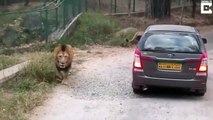 فيديو أسد يهاجم سيارة في رحلة برية!