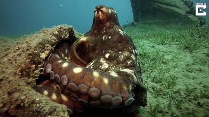 شاهد أخطبوط هاجم غواصاً وحاول سرقة الكاميرا الخاصة به في البحر الأحمر