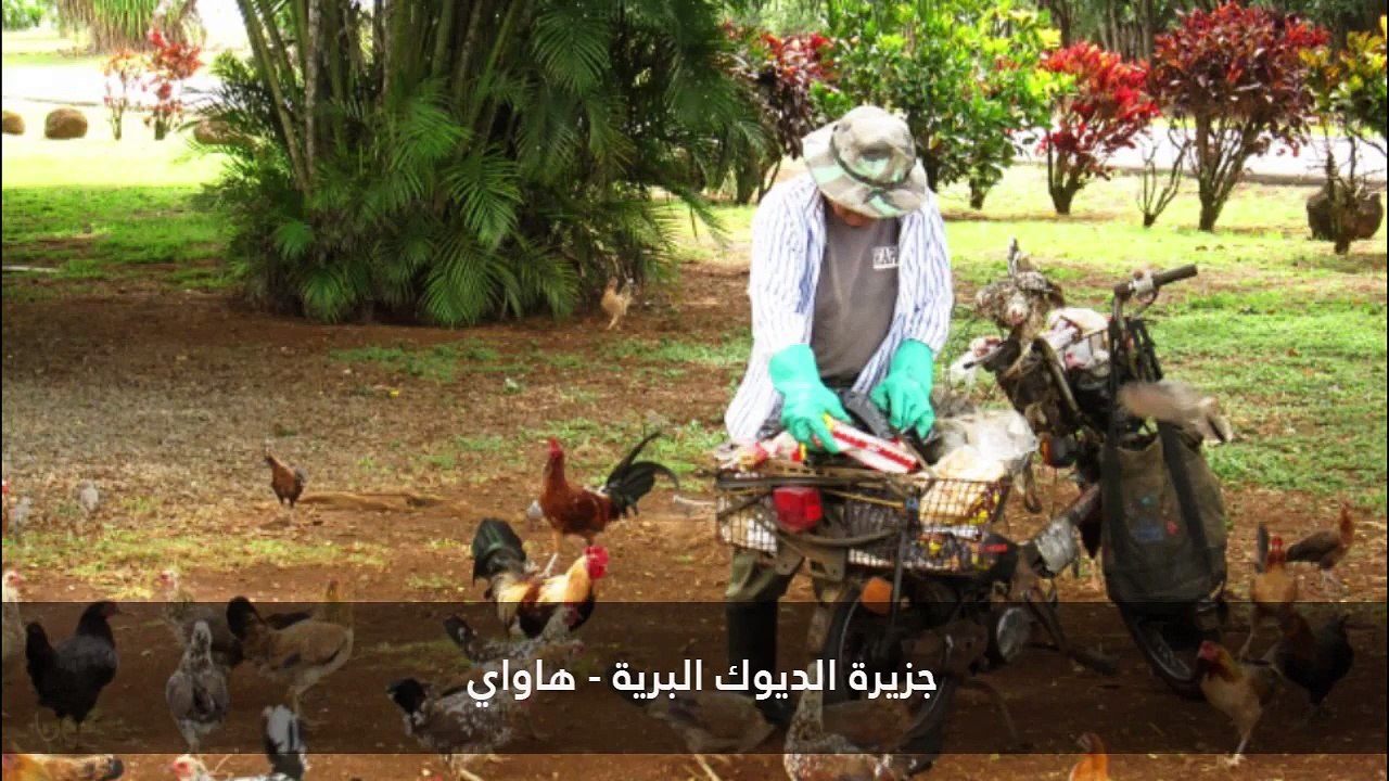 10 أماكن لا تصدق حيث يعيش الناس فيها جنباً إلى جنب مع الحيوانات الغريبة