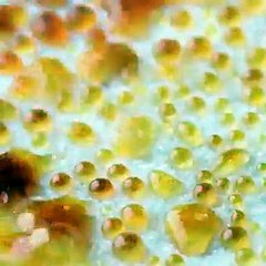 فيديو 6 أفكار وحيل لتقديم الحلويات بطريقة أنيقة كالمطاعم