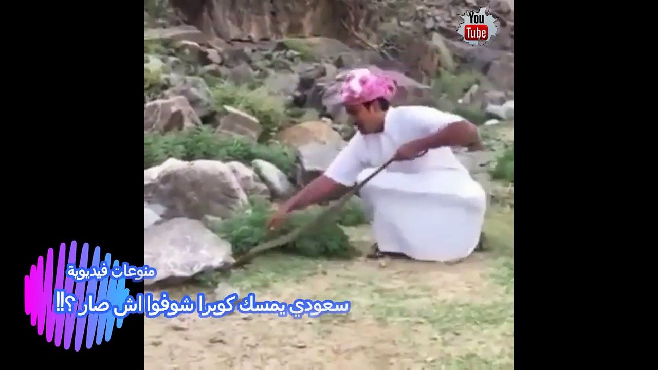 فيديو سعودي يطادر أفعى كوبرا ويمسك بها