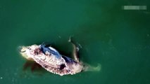 فيديو مفزع: أسماك قرش تفترس حوتاً ضخماً وتأكل جسمه بالكامل!