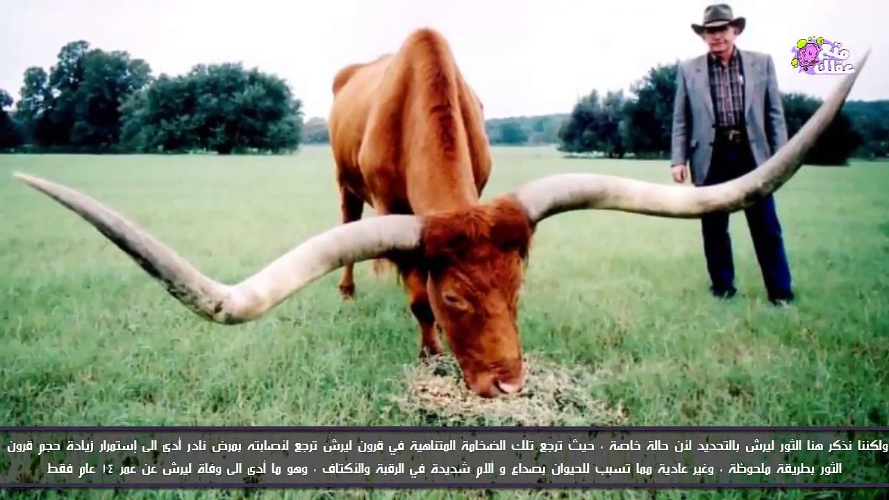 أضخم 10 حيوانات في العالم.. تفوقت في  حجمها على الأفيال