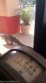 فيديو تمساح يتجول بين المنازل في شوارع فلوريدا