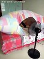 فيديو منطاد السرير...آخر اختراعات كوكب اليابان لمحاربة حر الصيف