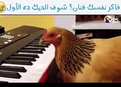 فيديو لا يصدق لديك يعزف على البيانو