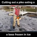 فيديو إنقاذ سمكة عاقلة في الجليد
