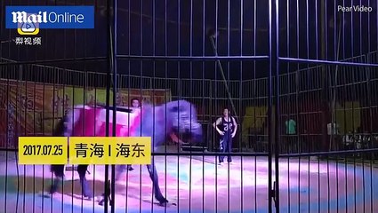 مشهد مثير للدهشة.. نمر يمتطي حصاناً خلال أحد عروض السيرك