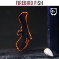 فيديو سمكة طيور النار Firebird fish الغريبة من نوعها