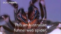 شاهد أكبر عنكبوت سام في العالم