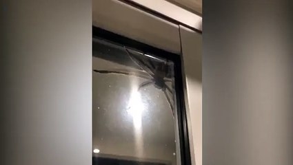 شاهد بالفيديو.. عنكبوت ضخم يثير رعب عائلة بعد ظهوره المفاجئ