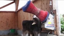 فيديو يثبت أن الأبقار حيوانات أليفة تدلل أصحابها.. لا تفوتكم مشاهدة الفيديو