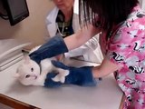 فيديو يعرض تصرفات القطط عند زيارة الطبيب البيطري