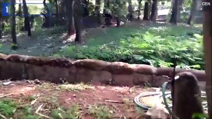 شاهد ماذا حدث لزائر "مخمور" حاول التسلل إلى قفص الأسود بحديقة حيوان!