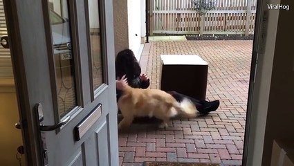 شاهد.. امرأة تعد مفاجأة مذهلة لكلبتها الأليفة وهكذا كان رد فعل الأخيرة