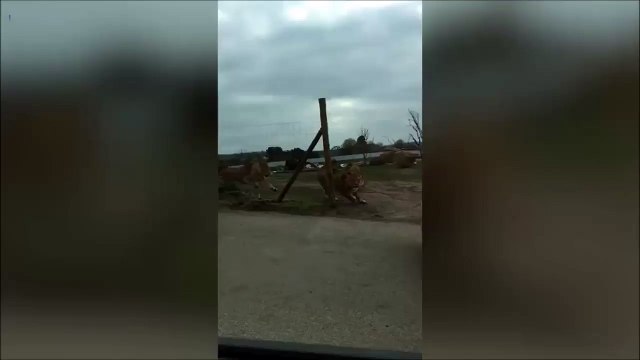 لحظات مرعبة.. قطيع من الأسود يحاصر سيارة زوار حديقة سفاري