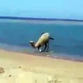 مقطع لا يصدق لجمل يبرد حرارة جسمه بمياه البحر
