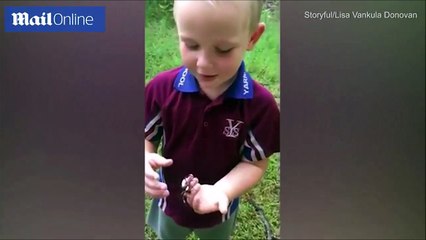 شاهد.. طفل يلهو بـ"عنكبوت سام" دون خوف ووالدته تكتفي بتصويره