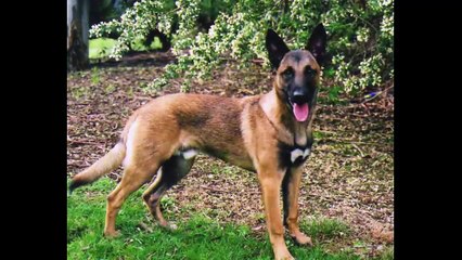 فيديو أشرس 10 كلاب في العالم