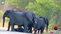 قطيع من الأفيال يحاول إنقاذ فيل رضيع صدمته سيارة مسرعة.. فيديو مؤثر