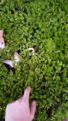 فيديو مجموعة قطط تلعب الغميضة مع صاحبها: ألطف شيء ستشاهده اليوم!