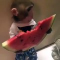 فيديو قرد صغير يأكل البطيخ بطريقة لن ترى بجمالها