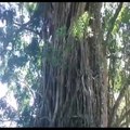 فيديو شاب هندي يتسلق شجرة بسرعة فائقة تفوق مهارة 