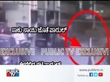 فيديو هجوم 6 كلاب ضالة على ممثلة هندية في الشارع