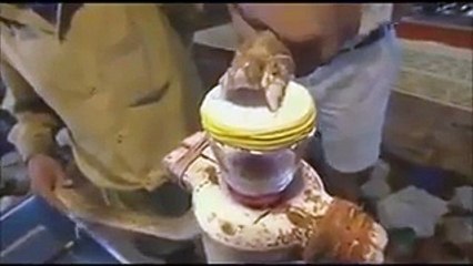 فيديو يوضح تأثير سم الثعبان على دم الإنسان!