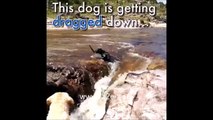 شاهدوا بالفيديو ماذا فعل كلب عندما رأى صديقه يغرق!