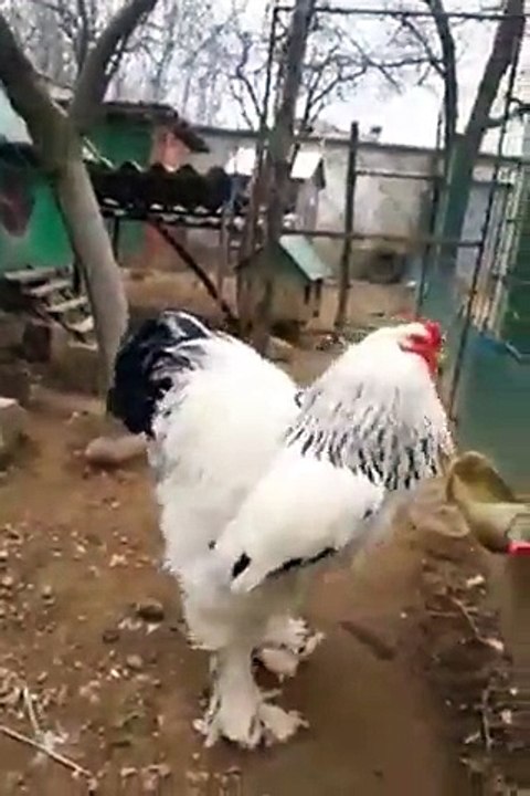 فيديو "الدجاجة الضخمة" يثير دهشة رواد السوشيال ميديا