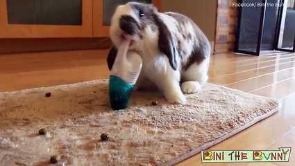 أرنب يصبح نجماً على مواقع التواصل بفضل مهارته في التنظيف.. شاهد بنفسك