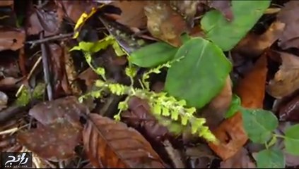 حشرة على شكل أوراق شجر لتحمي نفسها وسط الطبيعة.. شاهدوا الفيديو