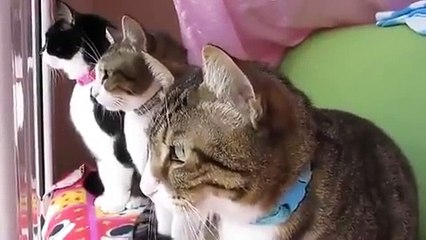فيديو 3 قطط يخططون لكارثة ويتحدثون بلغة غريبة