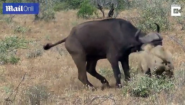 هجوم أسدين على جاموس ينتهي بمفاجأة مذهلة.. مشهد يحبس الأنفاس