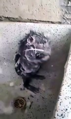 فيديو لا يصدق لفأر يستحم بالماء والصابون كالبشر تماماً