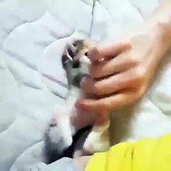 فيديو طريف لـ هرة صغيرة تحاول أن تمسك بأصابع من يلاعبها