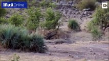 مشهد نادر: قطيع من الجاموس يتدخل من أجل إنقاذ 
